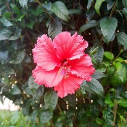 Close-up of pink hibiscus blooming outdoors