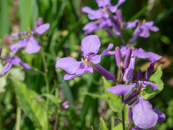 Close-up of fresh pink flowers in bloom