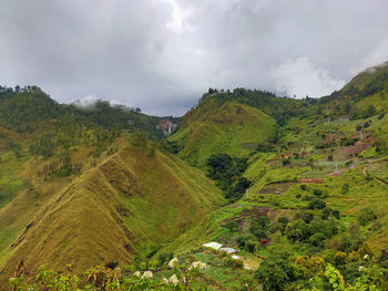 Plants growing on land against sky