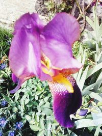 Close-up of purple iris crocus blooming outdoors