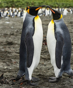 High angle view of penguins standing on beach