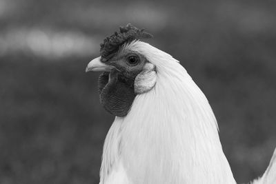 Close-up of hen looking away