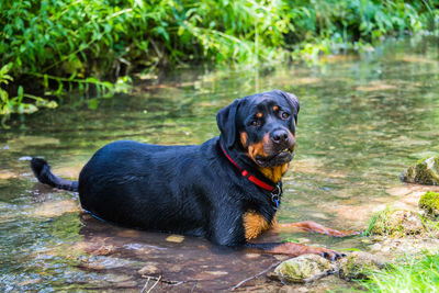 Dog relaxing in a water