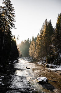 Scenic view of forest against clear sky during winter