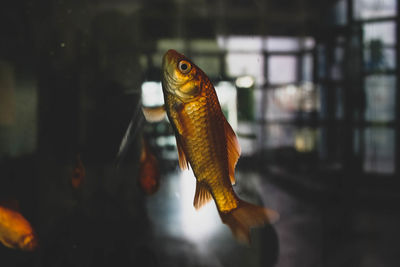 Close-up of fish swimming in sea