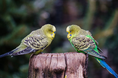 Close-up of birds perching on branch