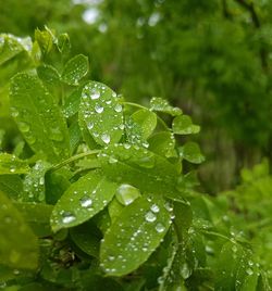 Close-up of water drops on leaf