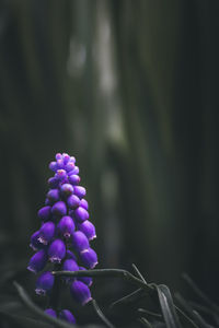 Close-up of grapes growing outdoors