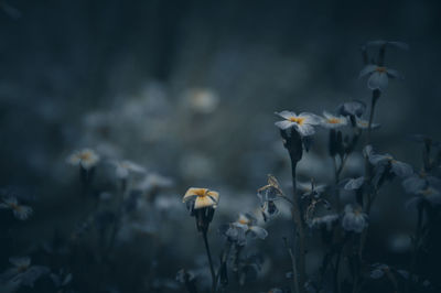 Close-up of white flowering plants