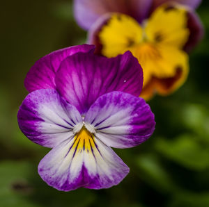 Close-up of purple flower blooming outdoors