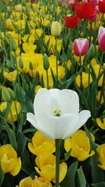 Close-up of white tulips