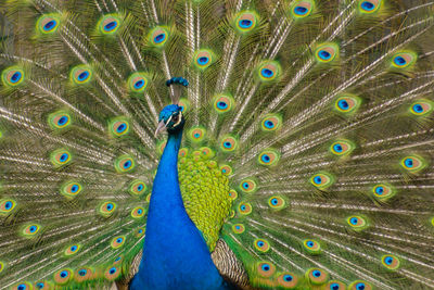 Portrait of a male peacock with fanned out tail