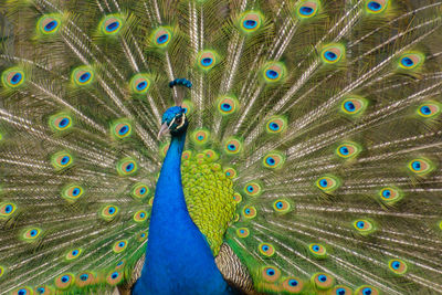 Close-up of peacock