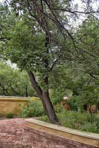 Trees in park