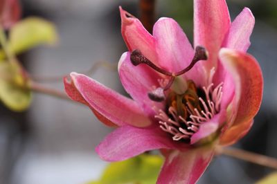 Close-up of pink flower