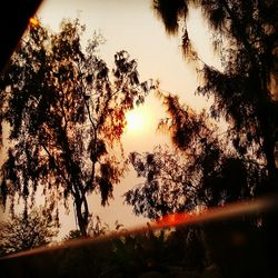 Close-up of silhouette trees against sky during sunset