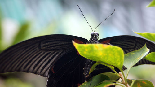 Close-up of butterfly on plant