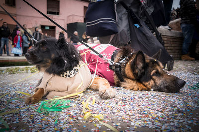 Dogs resting on footpath covered with confetti