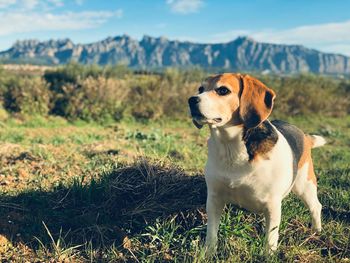 Dog looking away on field