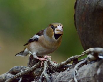 Close-up of bird perching on wood