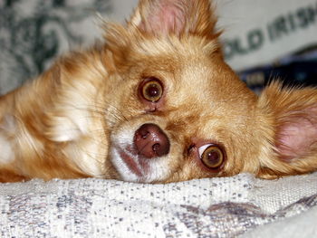 Close-up portrait of dog lying on floor