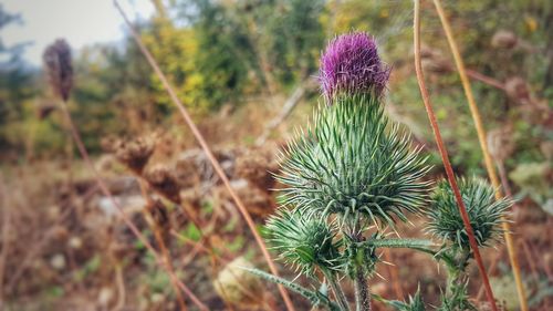 Close-up of purple thistle flowers on field