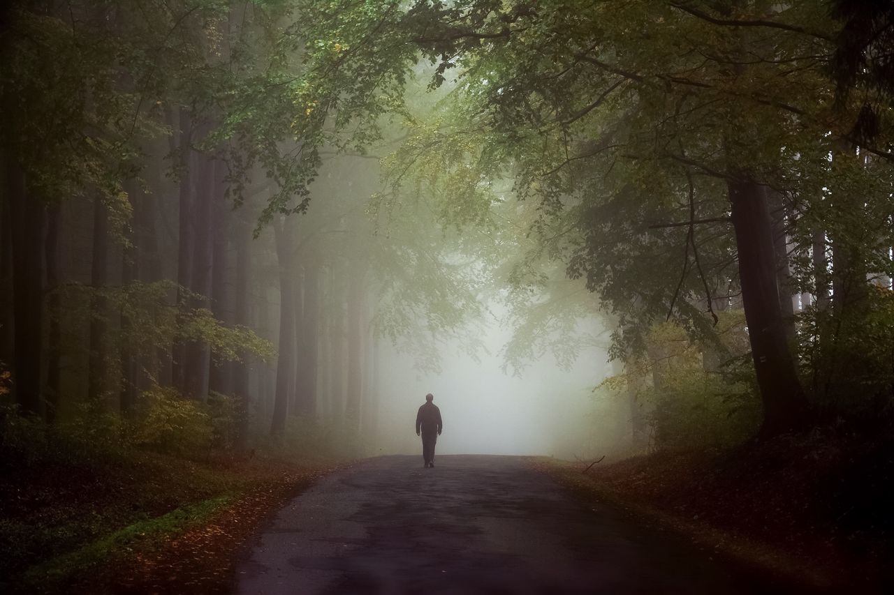 the way forward, tree, rear view, full length, diminishing perspective, walking, forest, road, fog, vanishing point, dirt road, lifestyles, nature, transportation, men, tranquility, country road, tranquil scene