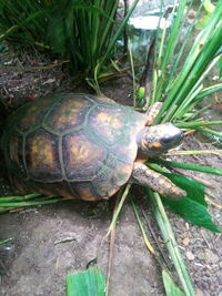 High angle view of shell on field