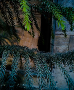 Close-up of fern against trees