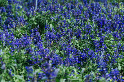 Close-up of purple flowering plants on field