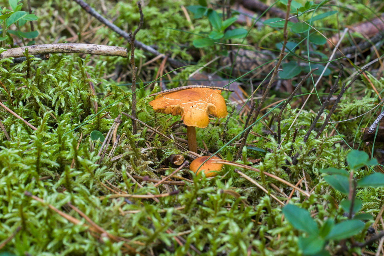 CLOSE-UP OF MUSHROOMS ON FIELD