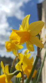 Close-up of yellow flowers blooming against sky