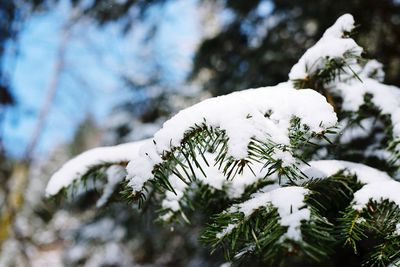 Close-up of plant against white background