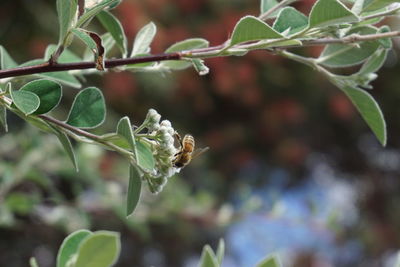 Close-up of lizard on plant