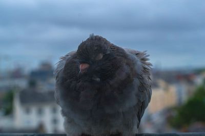 Close-up of owl against sky