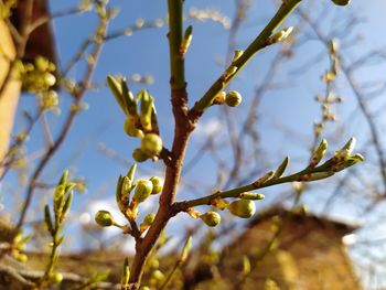 Close-up of flowering plant