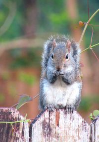 Close-up portrait of squirrel on tree