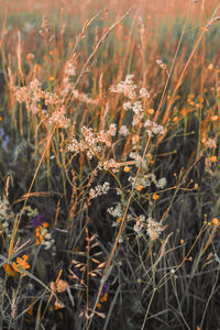 Close-up of dry flowering plants on land