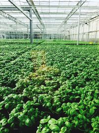 Plants growing in greenhouse