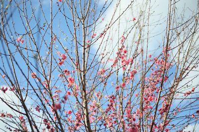 Low angle view of flower tree