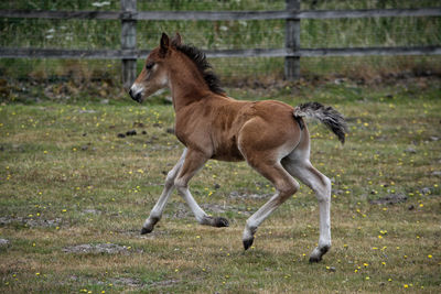 Side view of a horse on field