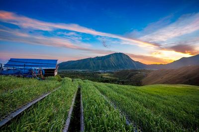 Garlic field