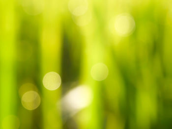 Defocused image of plants against blurred background