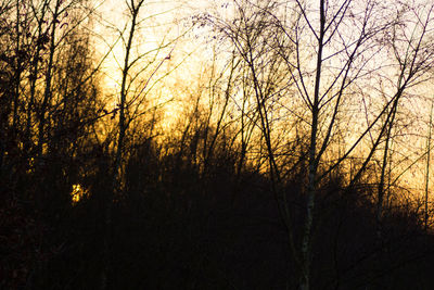 Trees against sky during sunset