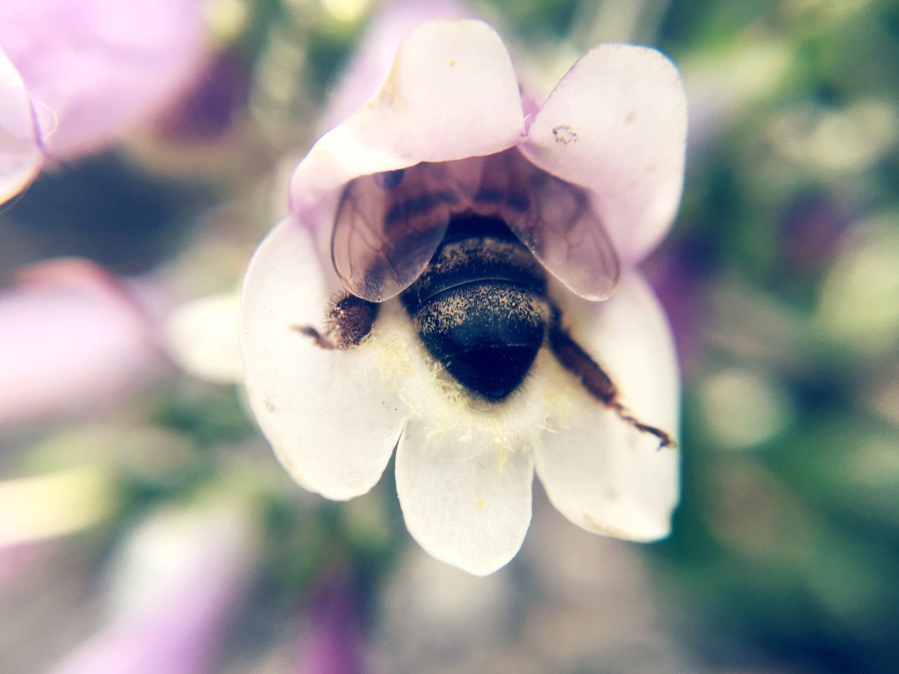 CLOSE-UP OF HONEY BEE ON FLOWER