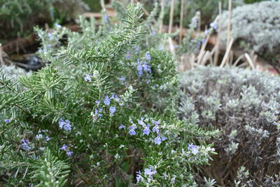 Close-up of purple flowering plants on field