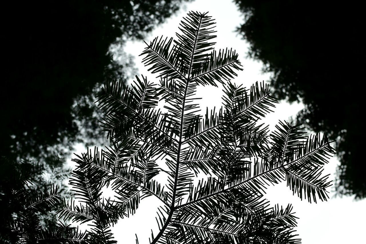 LOW ANGLE VIEW OF TREES AGAINST SKY