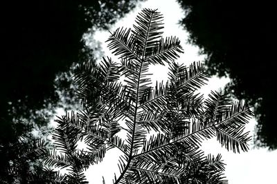 Low angle view of palm tree against sky