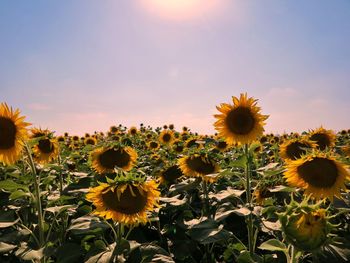 Close-up of sunflowers in field