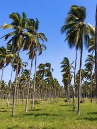 Palm trees on field against sky